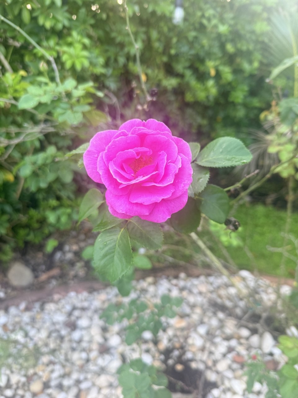 A vibrant pink rose blooming - a symbol of joy and renewal in leadership